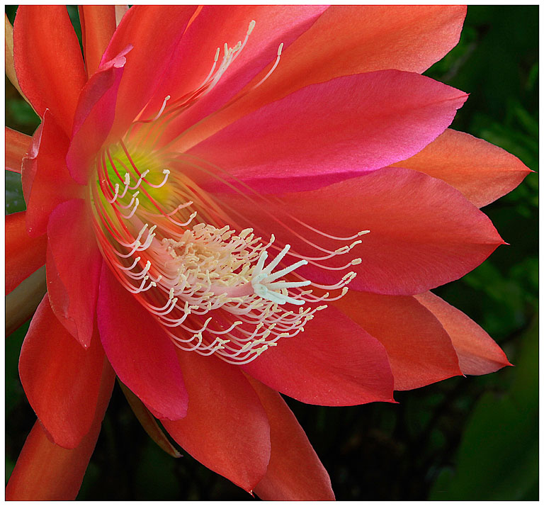 2012 Pictorial Projected Image - Peter O'Malley - Blooming Succulent Detail
