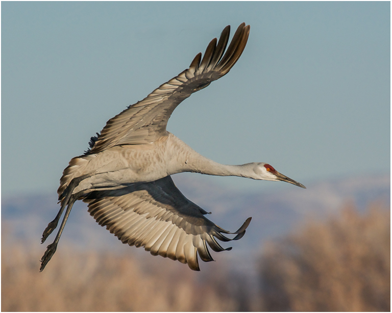 January 2014 Projected Image - Bun Chan - Crane in Flight