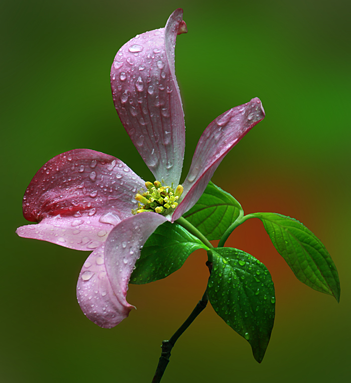 2014 Pictorial Projected Image -  Della O'Malley - Pink Dogwood with Water Drops