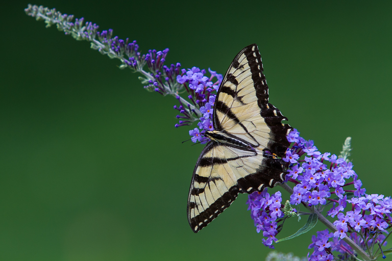 October 2014 Projected Image - Dana Autenrieth - Swallowtail