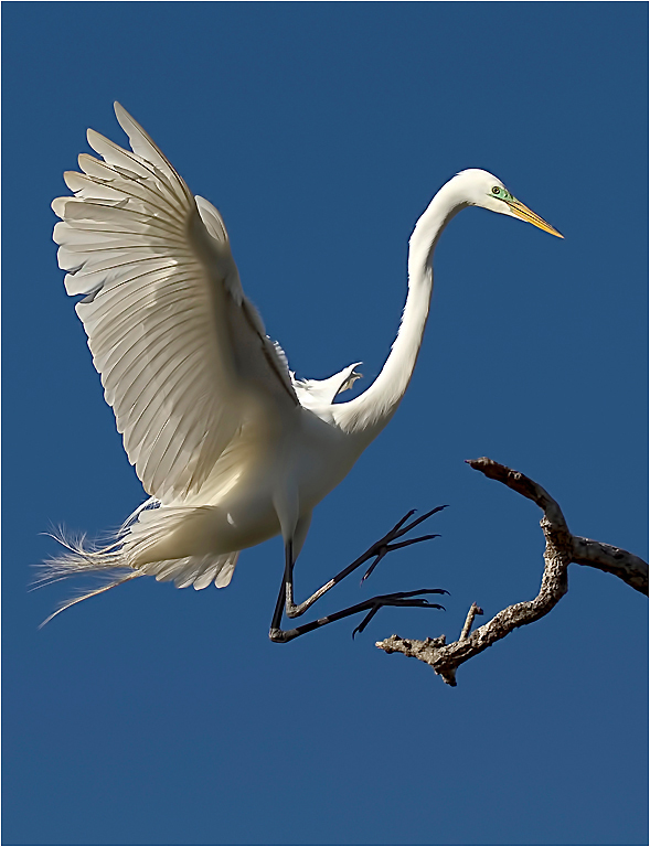 December 2017 Projected Image - Carole Lane - Great Egret Touching Down