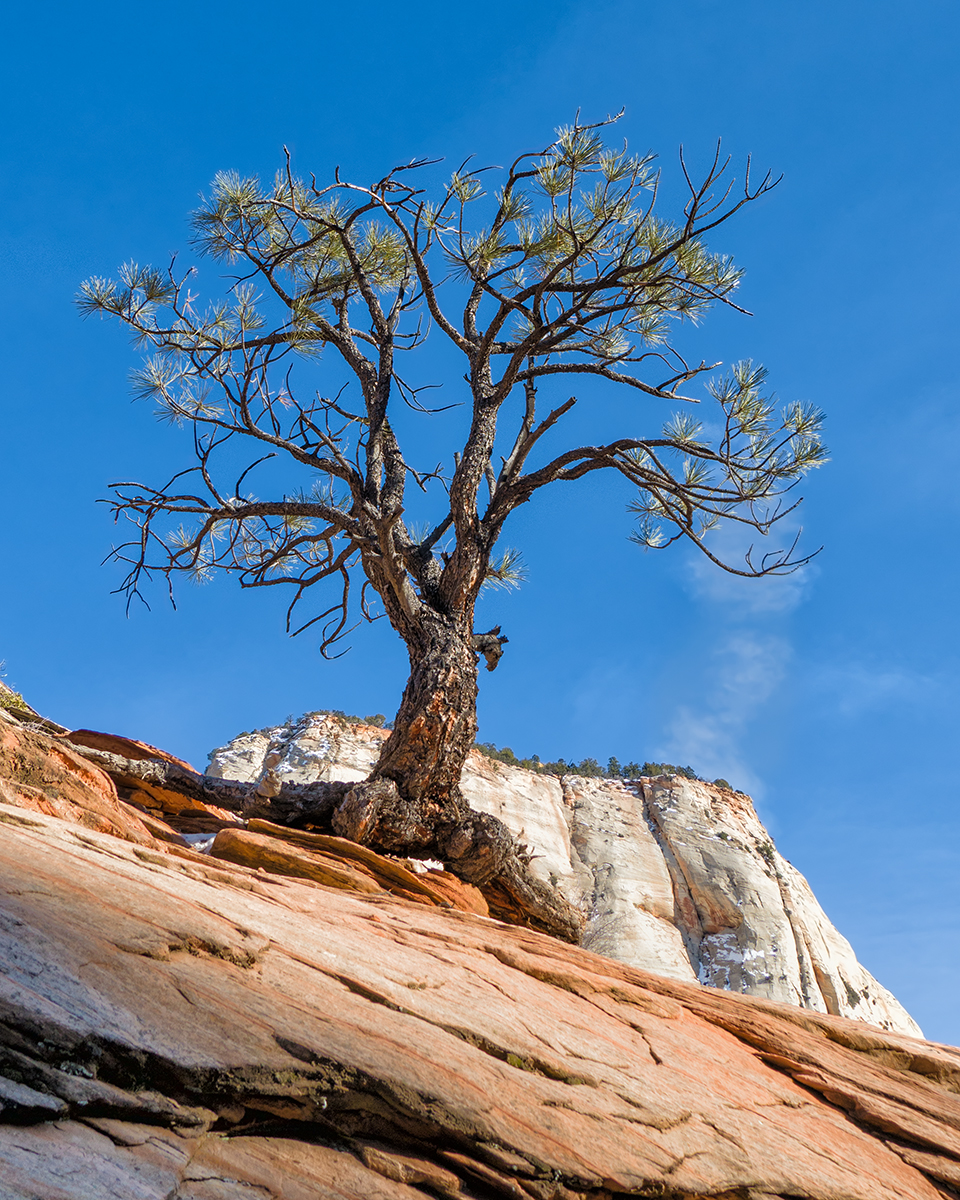 January 2019 Nature - Murray Perl - Old Pine