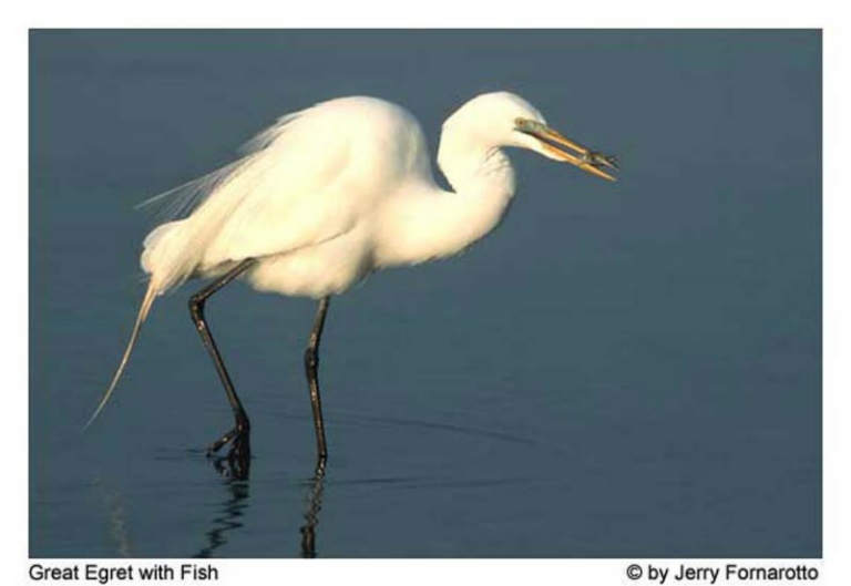 2004 Nature Projected Image - Jerry Fornarotto - Great Egret with Fish