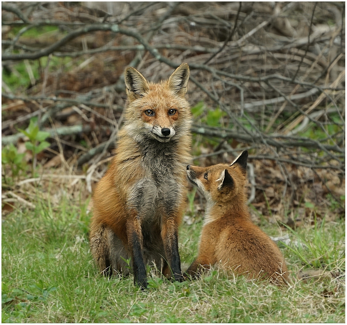 December 2020 - Nature - Joseph Gennarelli - Please Mom Can I