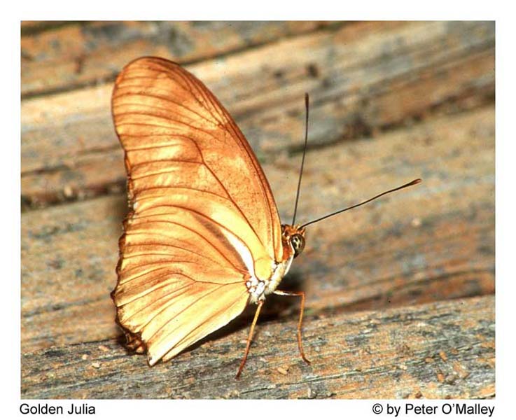 March 2003 Projected Image -  Peter O'Malle y-  Golden Juia