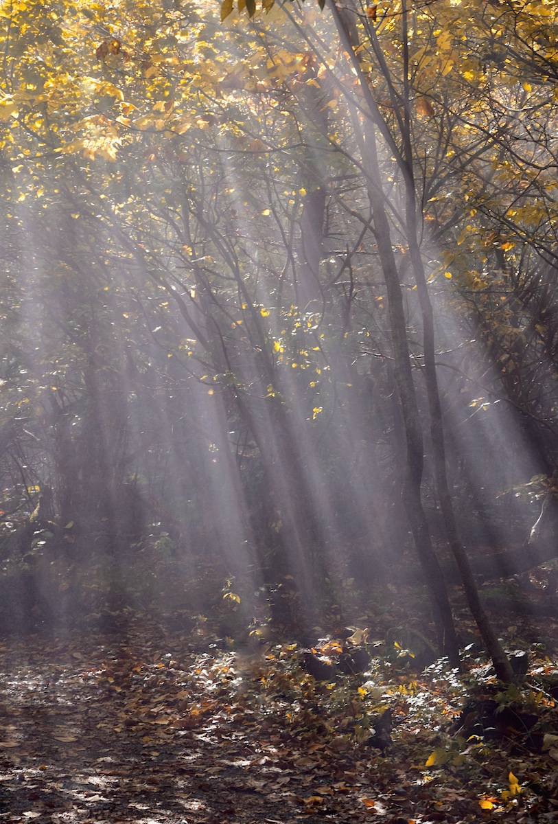 November 2022 Nature - Ginger White - Shenandoah Sunbeams