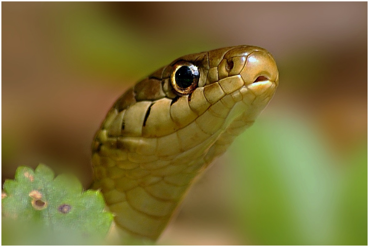 February 2024 - Nature - Joseph Gennarelli - Eye to Eye