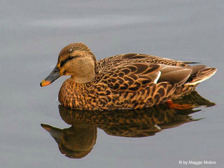 November 2004 Projected Image - Maggie Molino - Daisy Duck