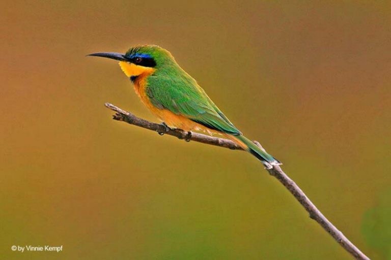 February 2005 Projected Image - Vinne Kempf - Little Bee Eater