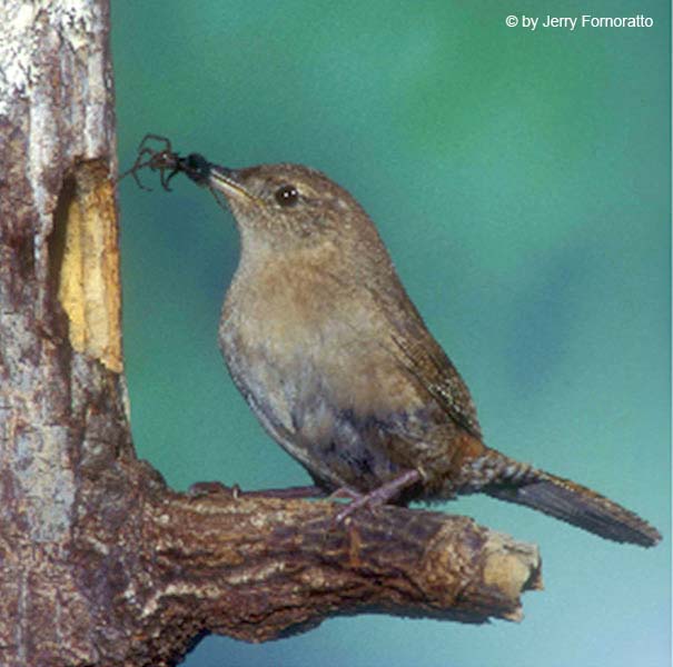 2005 Nature Projected Image - Jerry Fornarotto - House Wren with Spider