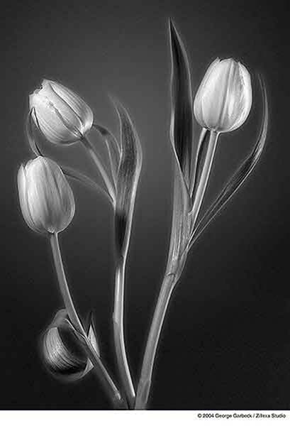 2005 Print - George Garbeck - Three White Tulips