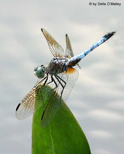 September 2003 Print - Della O'Malley - Dragonfly