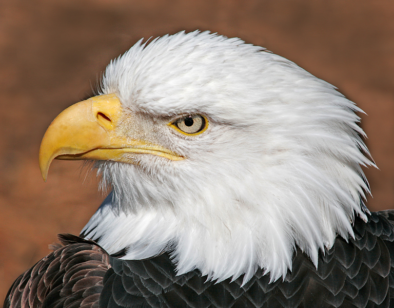 April 2008 Print - Della O'Malley - Bald Eagle Close-up