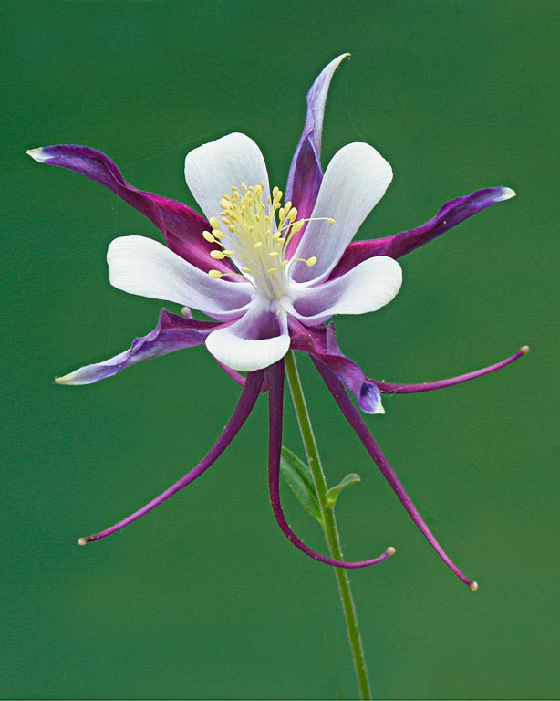 2009 Color Print - Della O'Malley - Columbine Close-up