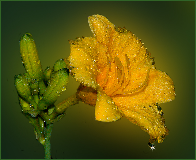 2009 Pictorial Projected Image - Marie Kane - Yellow Day Lily