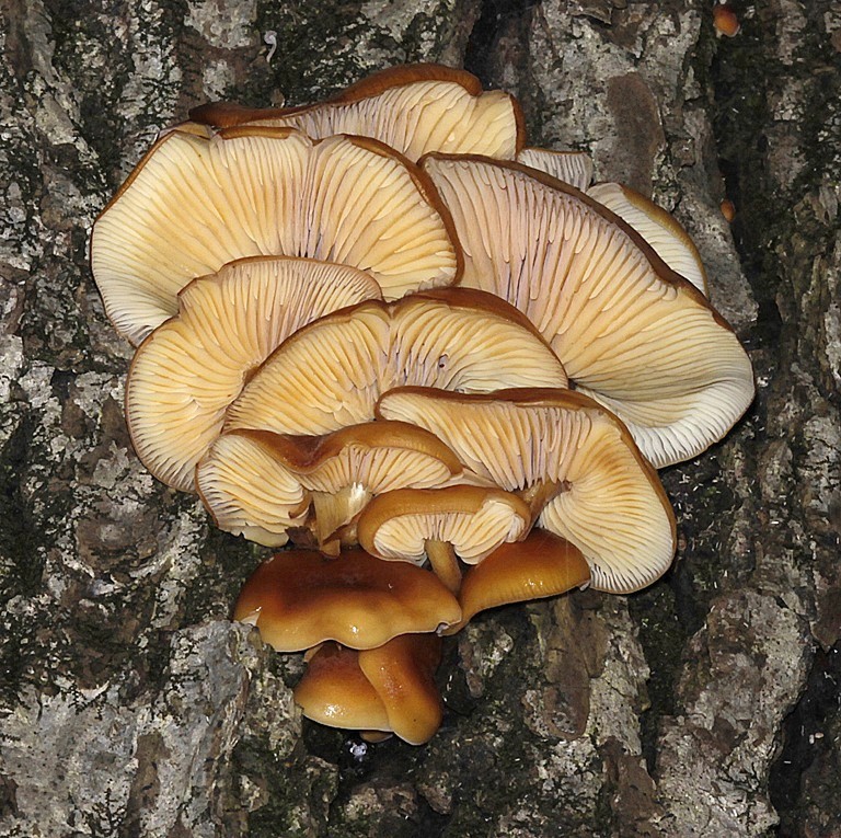 January 2010 Projected Image - Allen Simpson - Flammulina  Velutipes