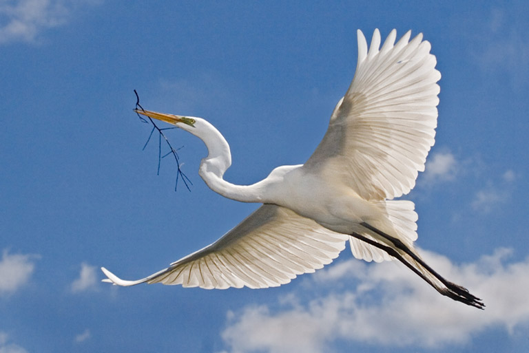 2010 Print - Peter O'Malley - Nest Building Egret in Flight