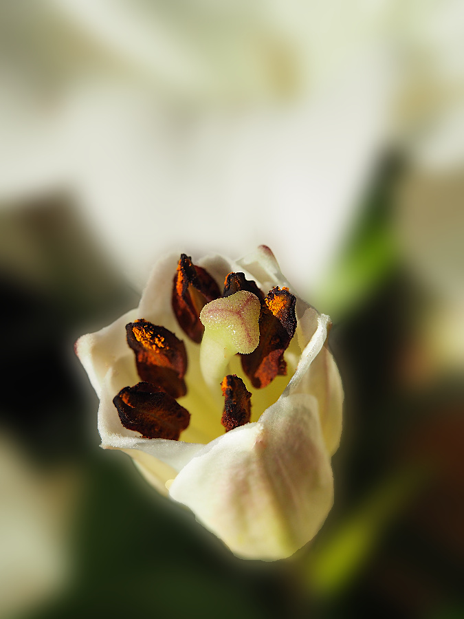 White on White