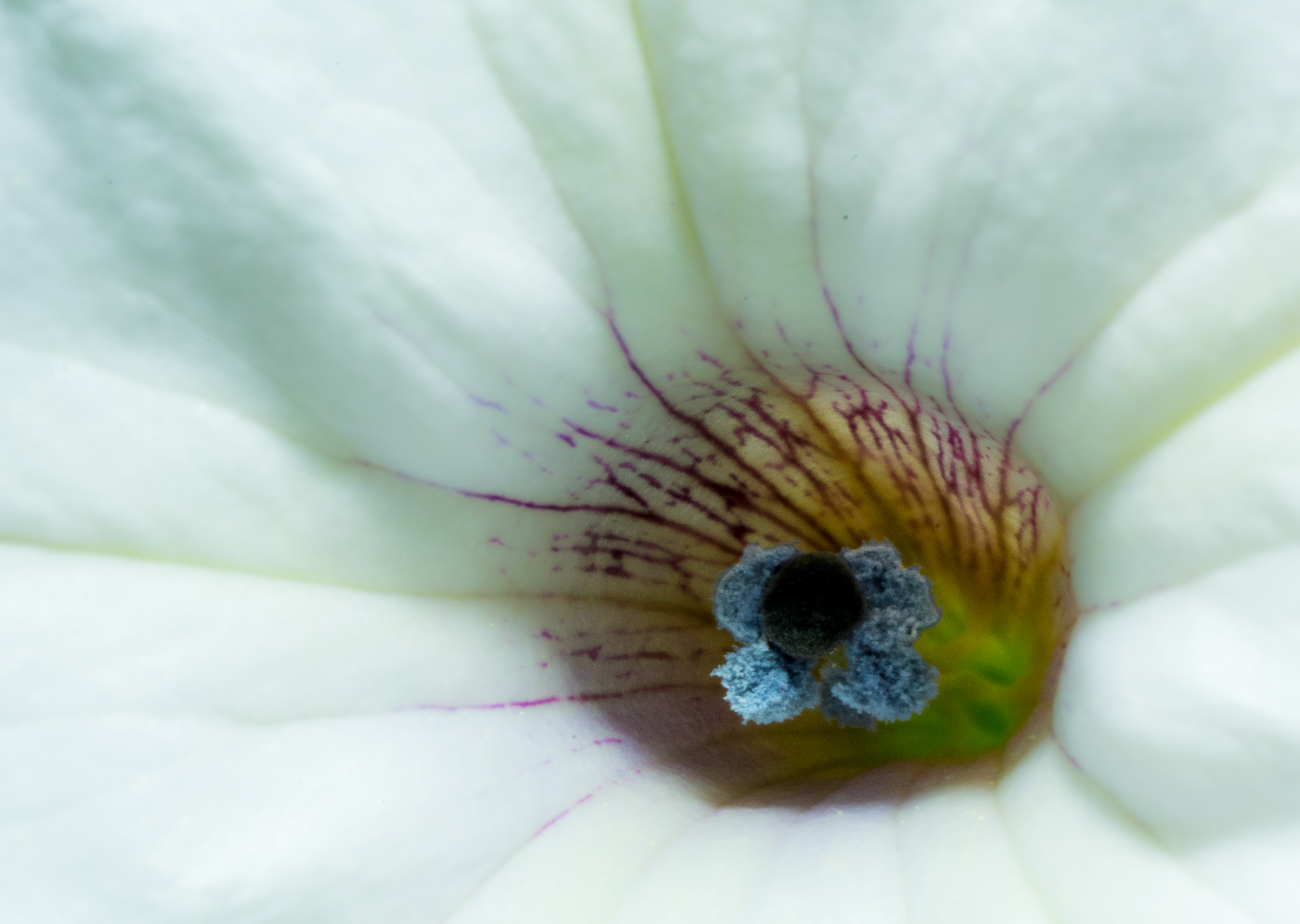 Petunia