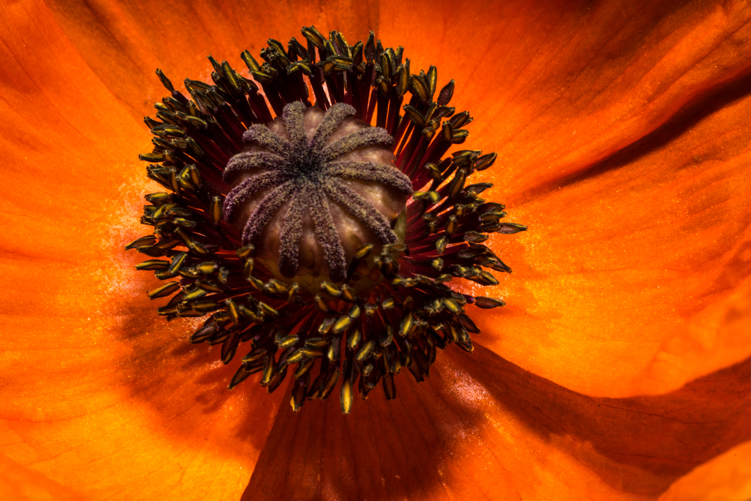 Red Poppy