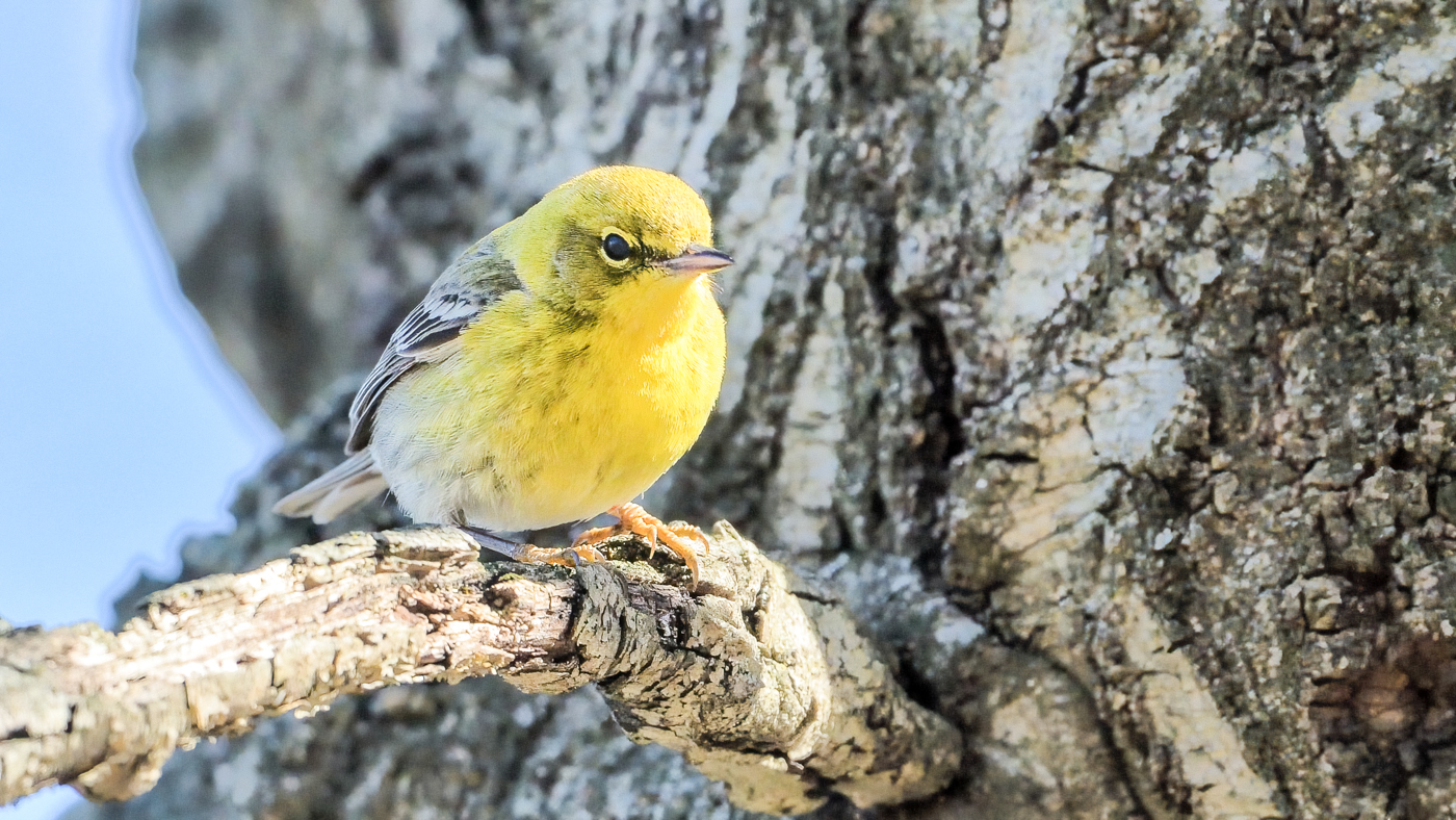 PinakiSarkarNatureSubmissionMay2023BirdingApril2023 20230409 093328 April2023 DeNoiseAI standard