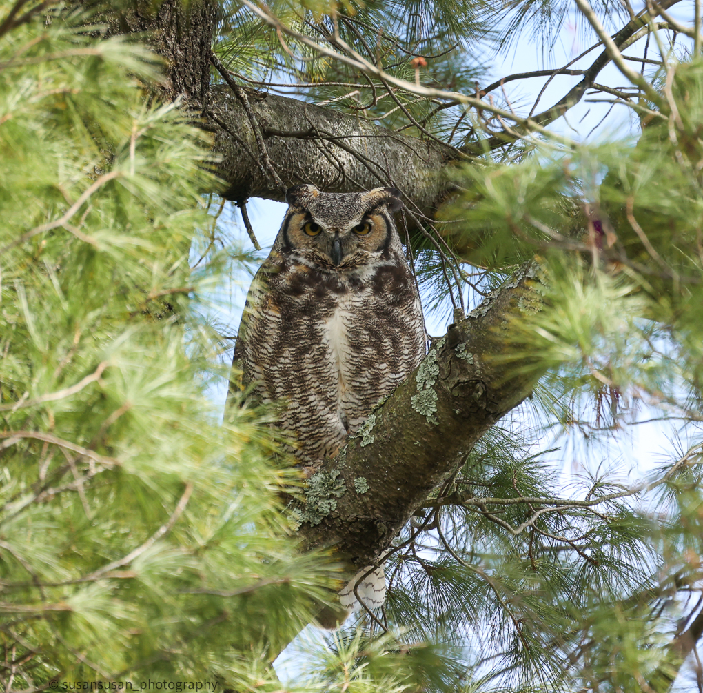 SL owl in hiding