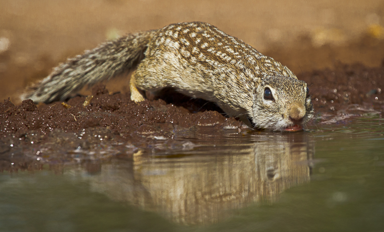 Texas Ground Squirrel