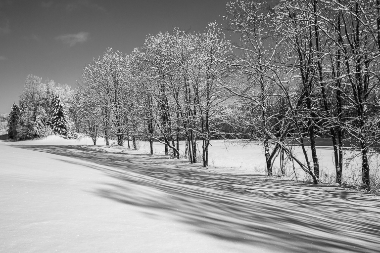Tree Line