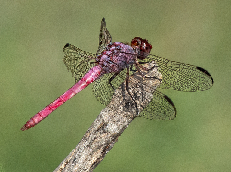 Roseate Skimmer (Orthemis ferruginea)
