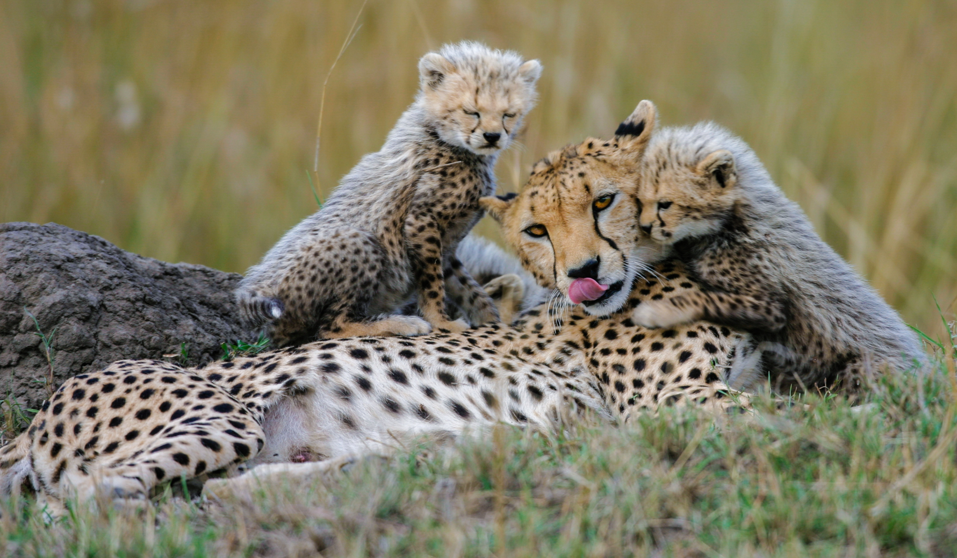 Animals from various places around the world