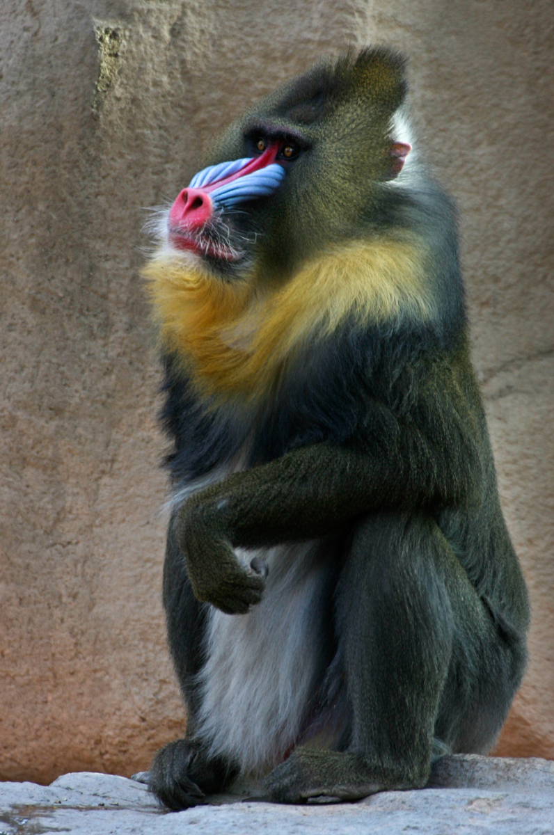 Mandrill