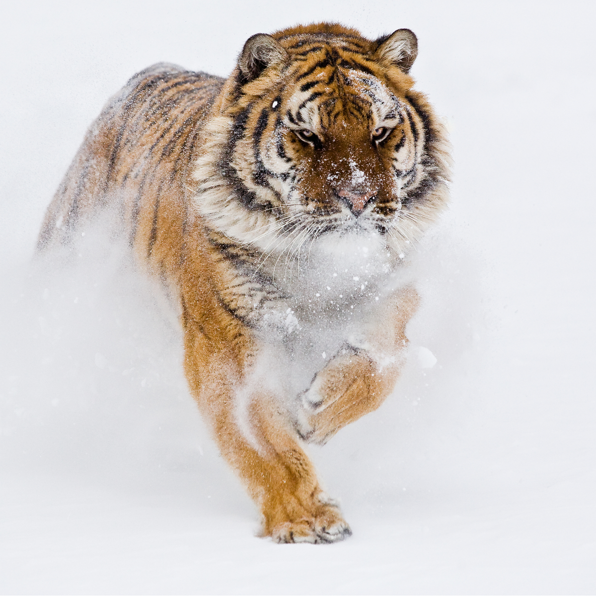 Tiger in Snow