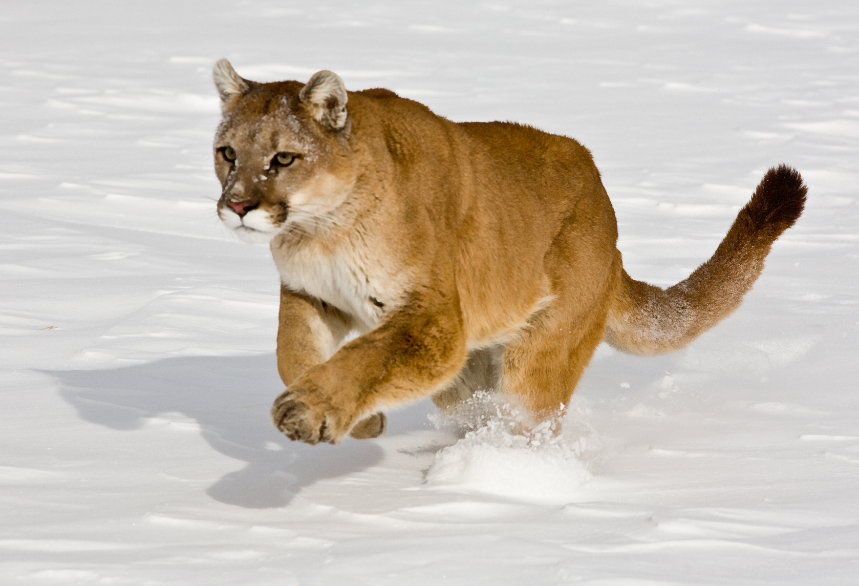 Cougar