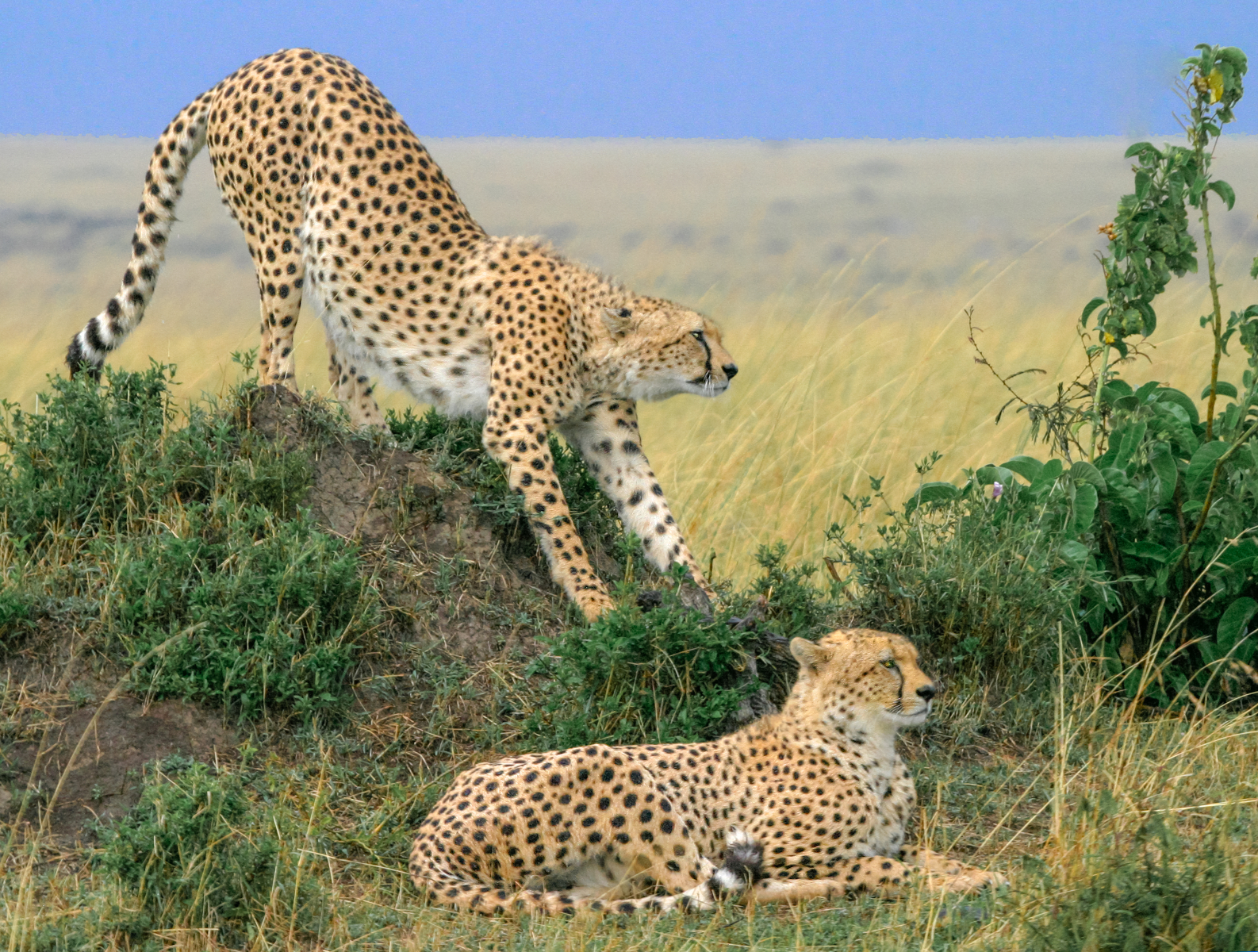 Cheetahs