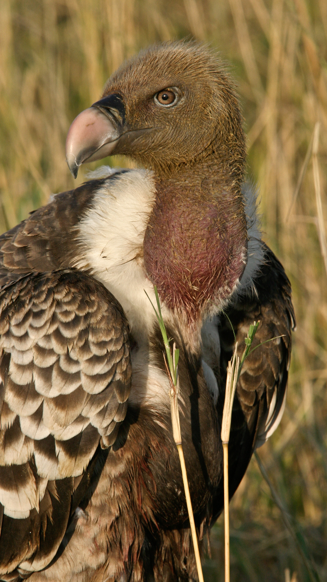 Ruppel's Griffon Vulture