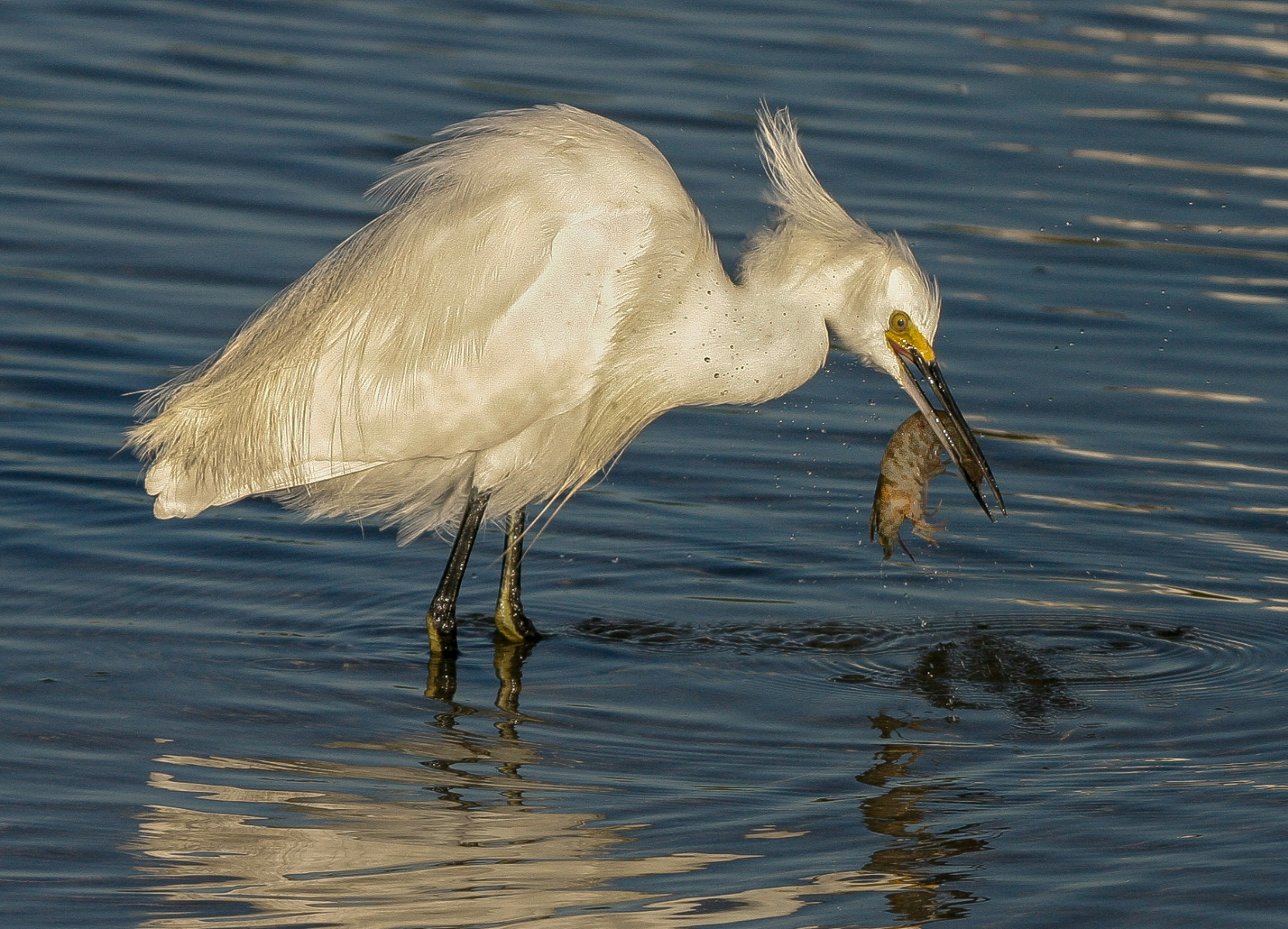 Snowy Egret