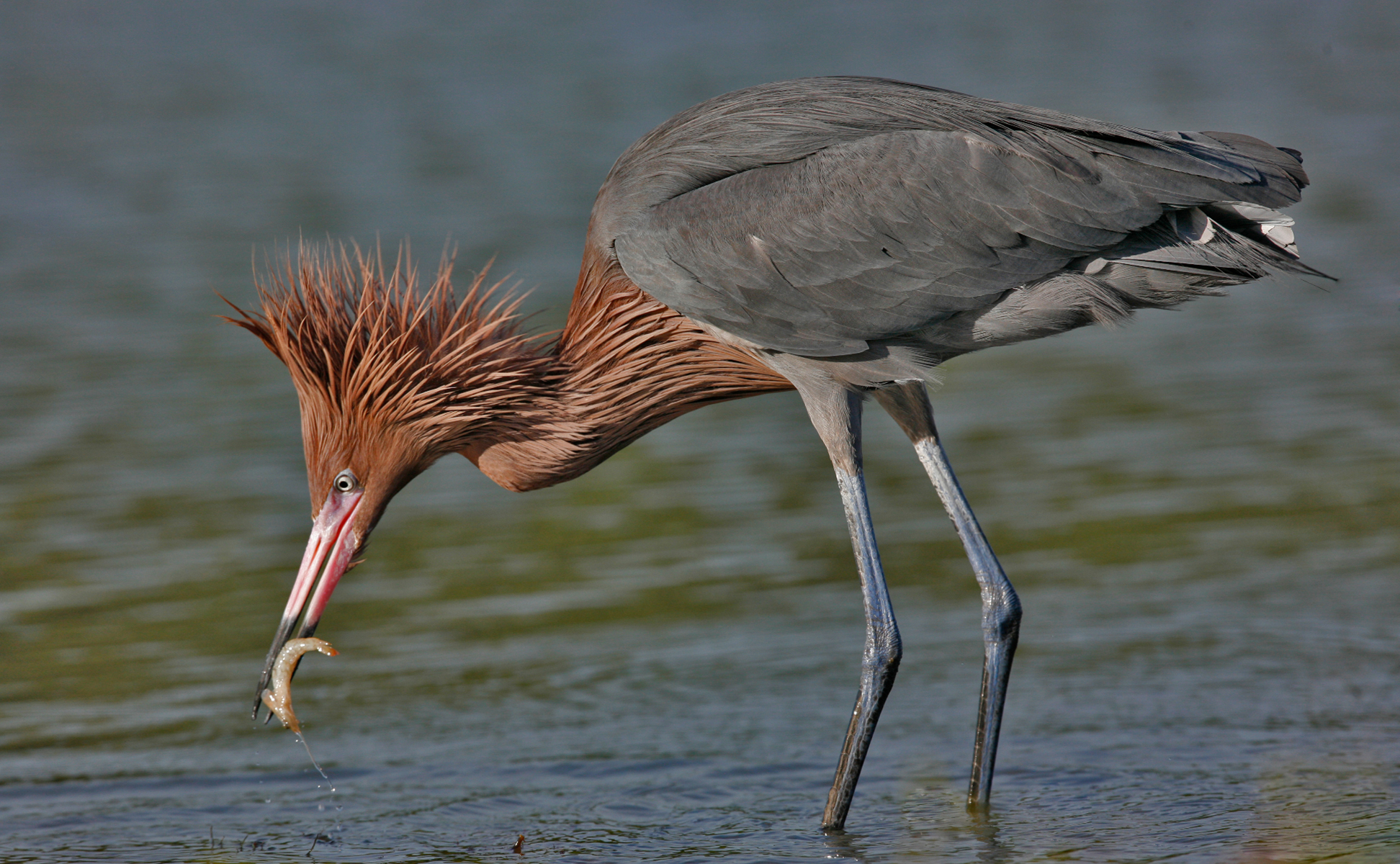 Reddish Egret
