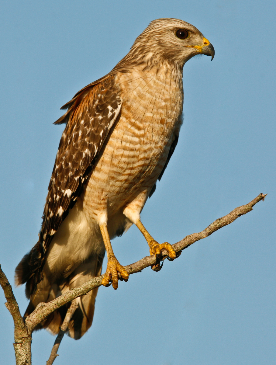 Red-Shouldered Hawk