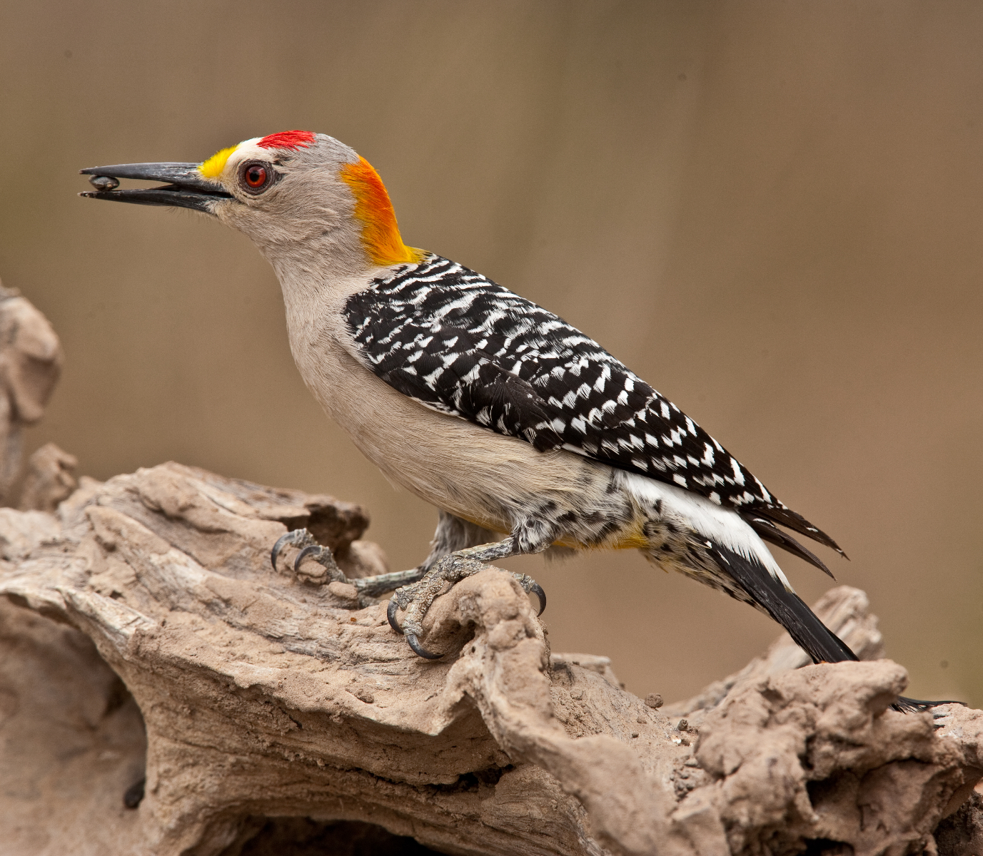Golden-fronted Woodpecker