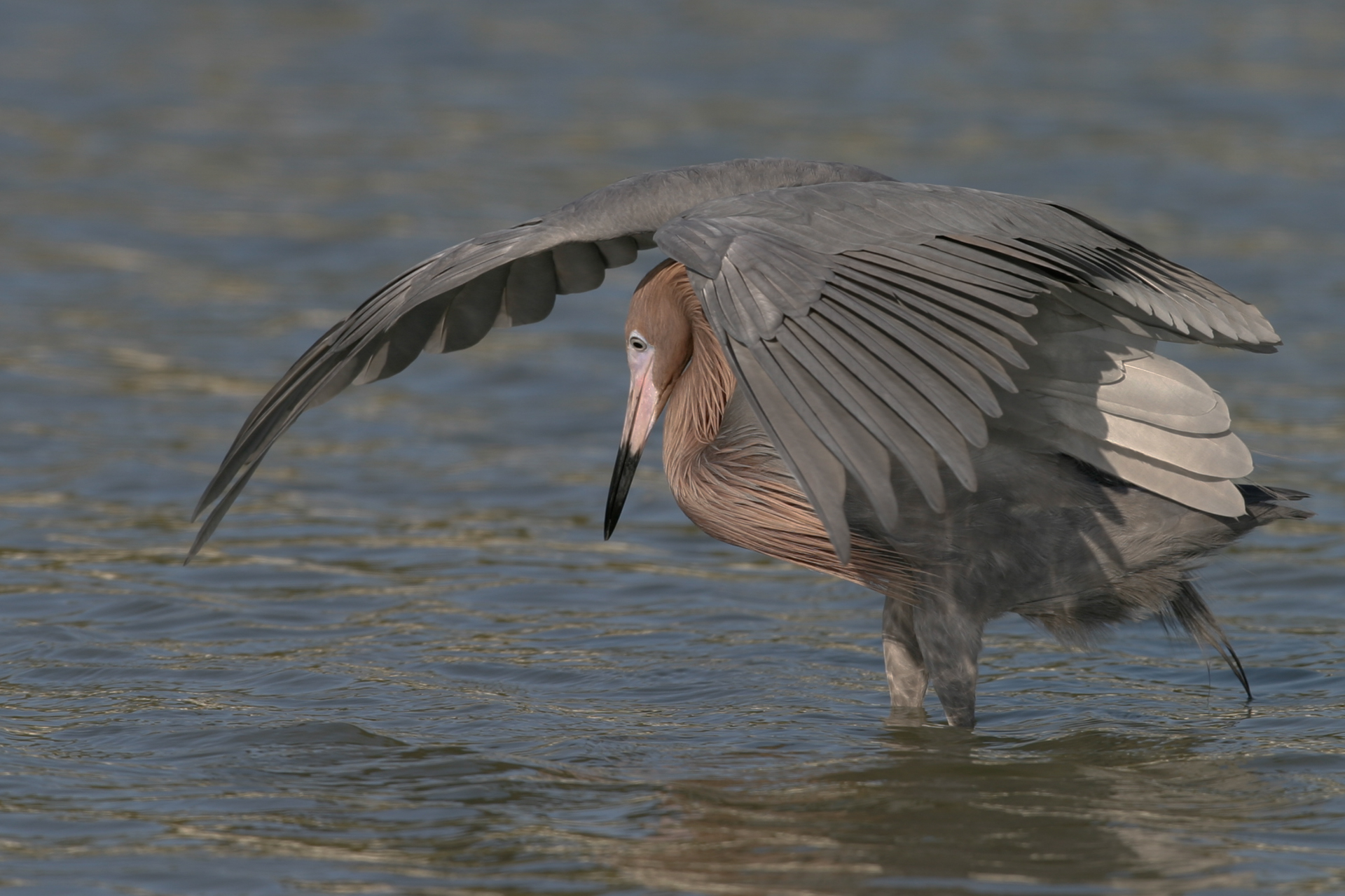 Reddish Egret Fishing