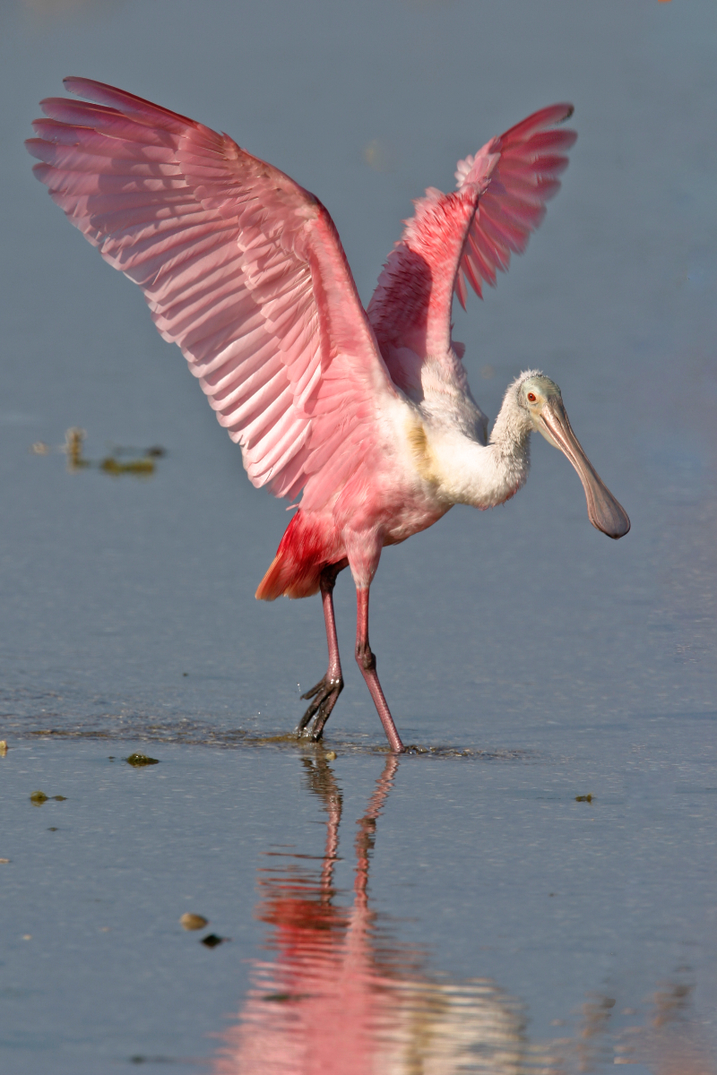 Roseate Spoonbill