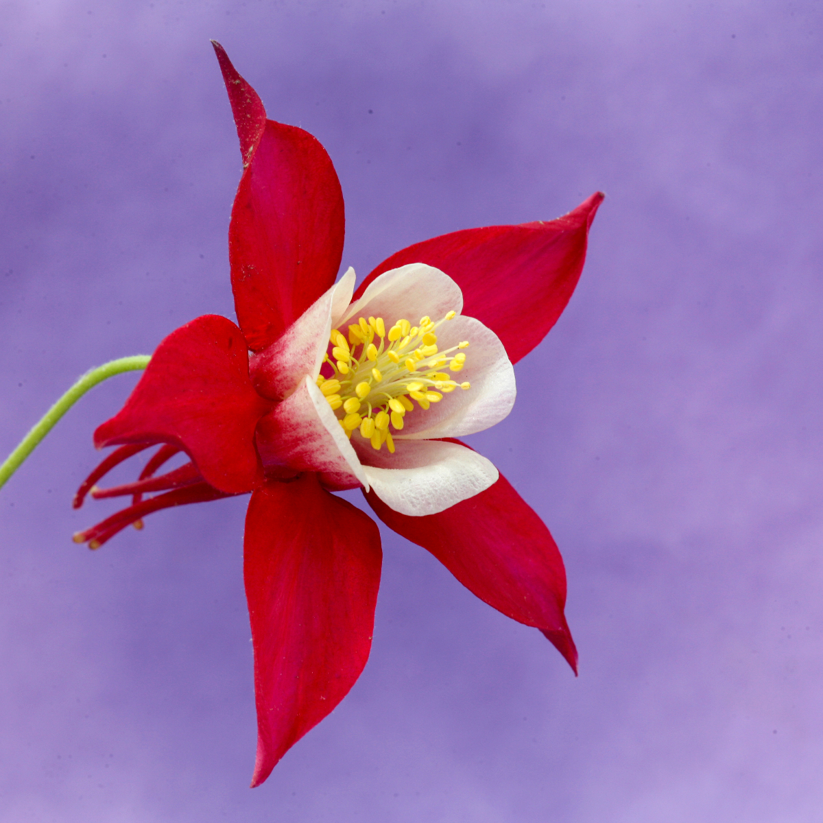 Columbine