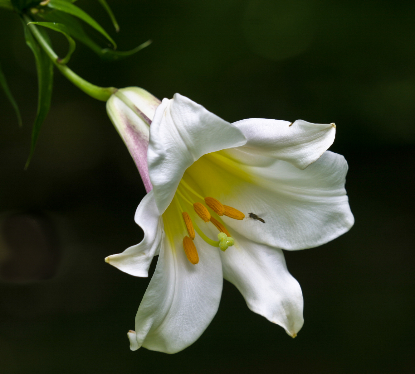 Day Lily